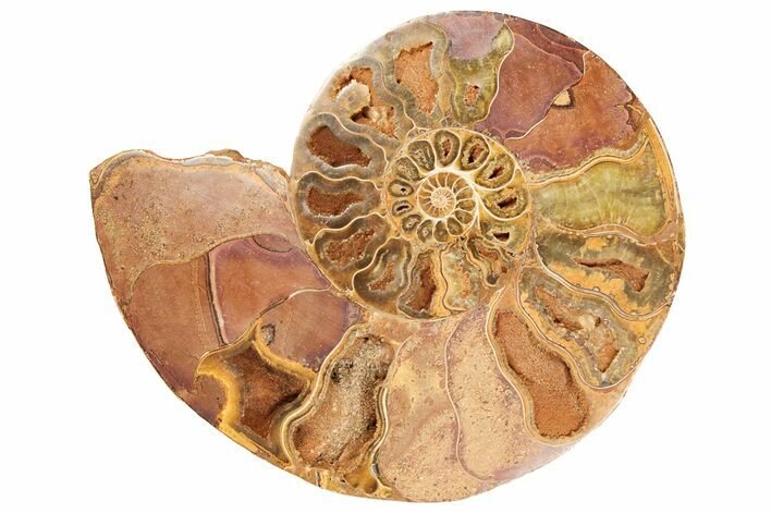 Jurassic, Cut & Polished Ammonite (Half) - Madagascar #191021